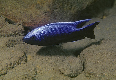 Copadichromis trewavasae 'Lupingu'